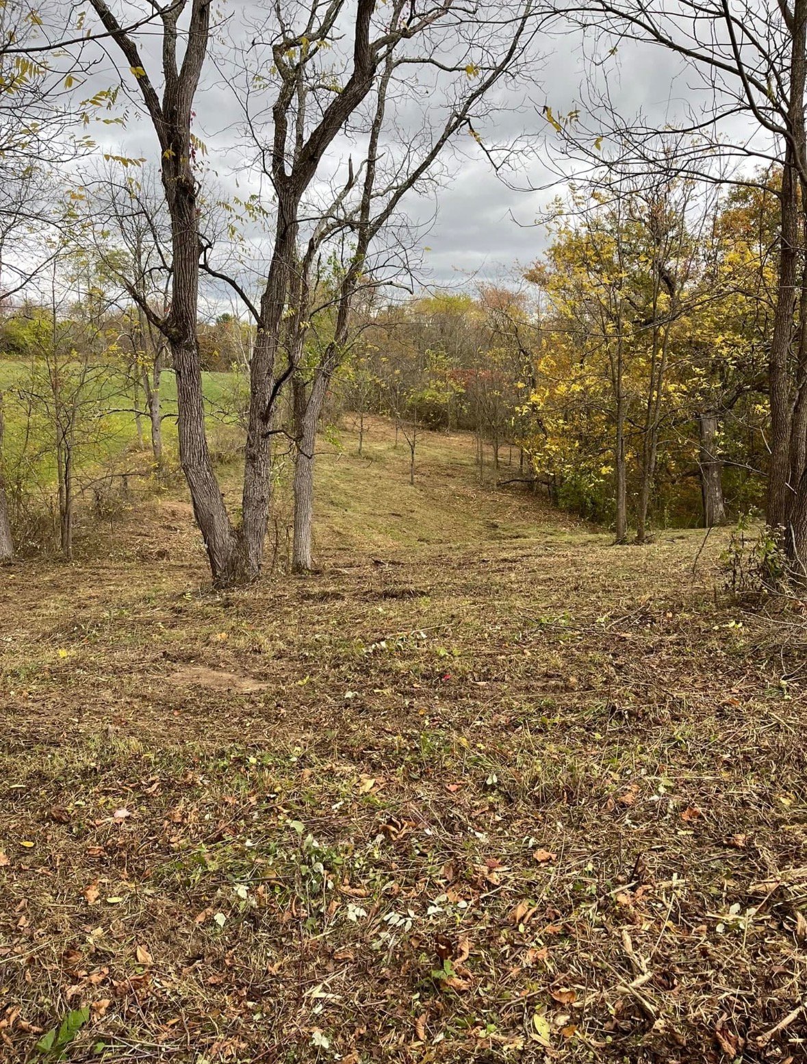 After forestry mulching — cleared land with healthy trees preserved, Jefferson County, Ohio