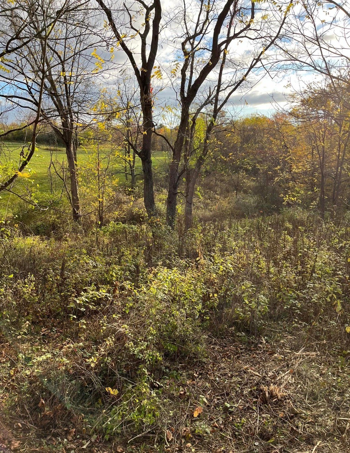Before forestry mulching — thick brush and overgrown land in Jefferson County, Ohio