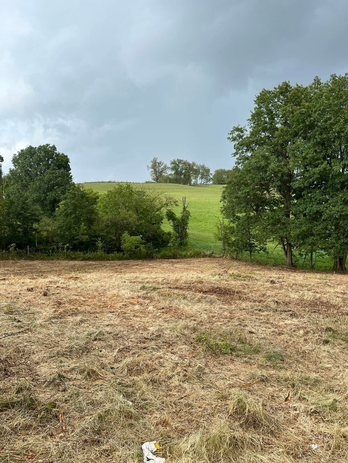Pasture Reclamation: Bringing an Overgrown Field Back